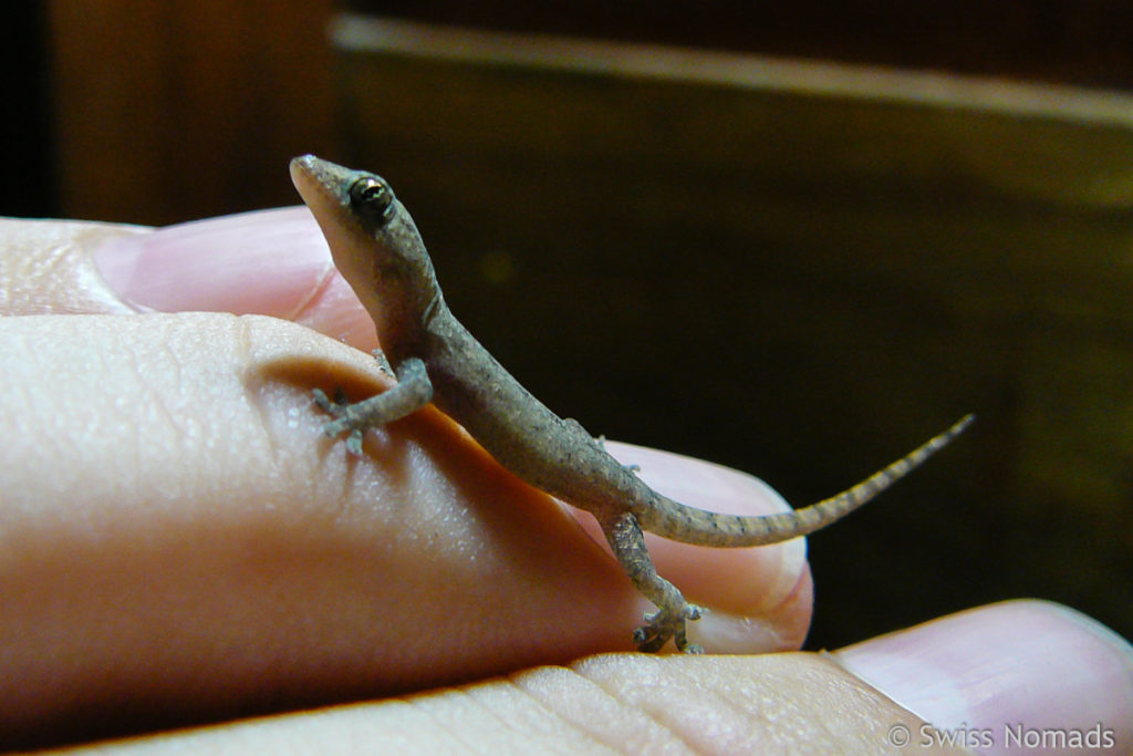 Kleiner Gecko auf Koh Tao Thailand