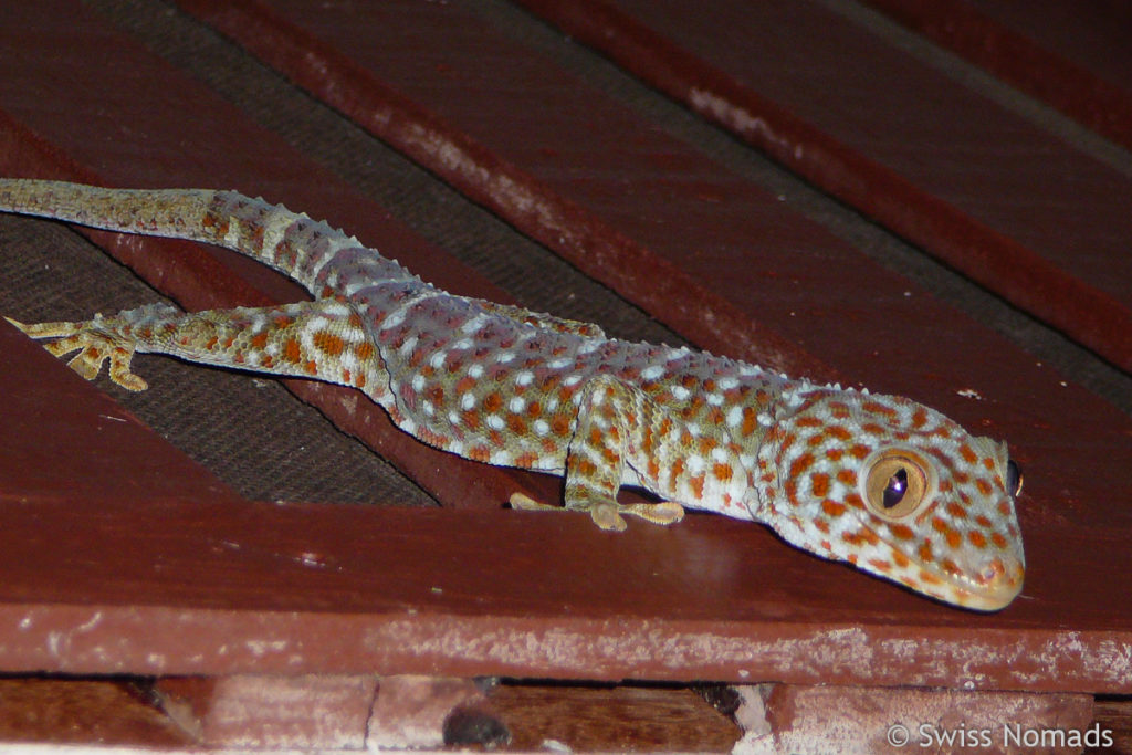 Tokeh Gecko auf Koh Tao