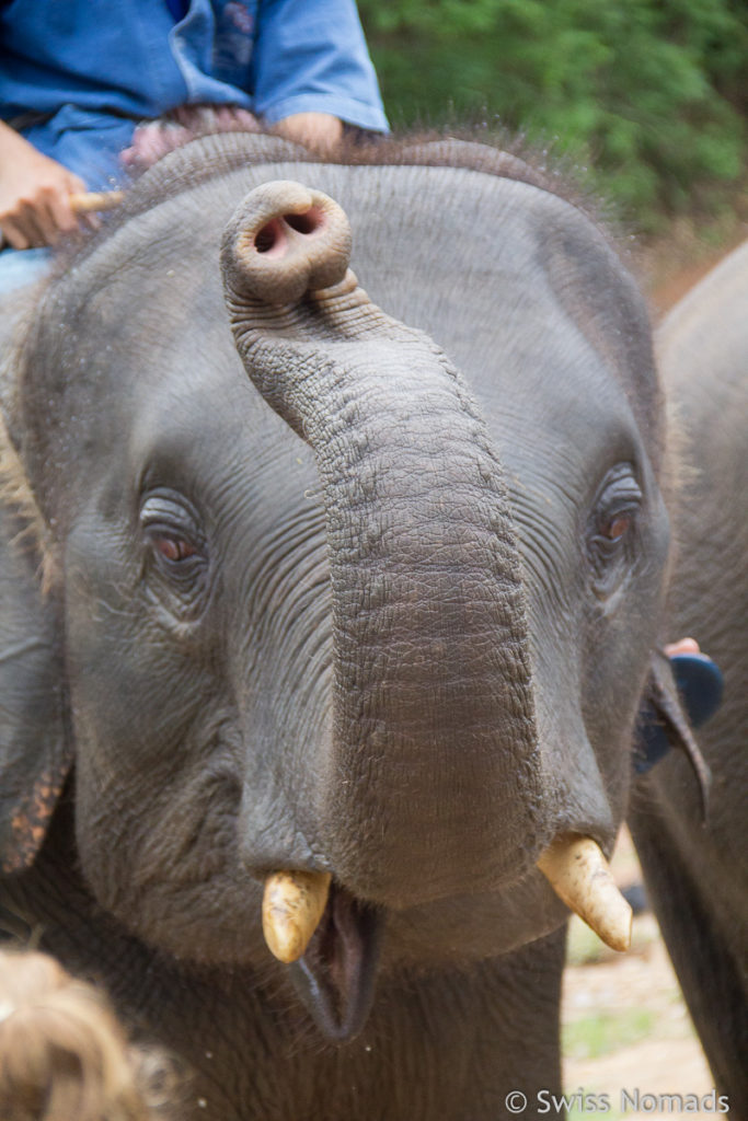 Junger Asiatischer Elefant