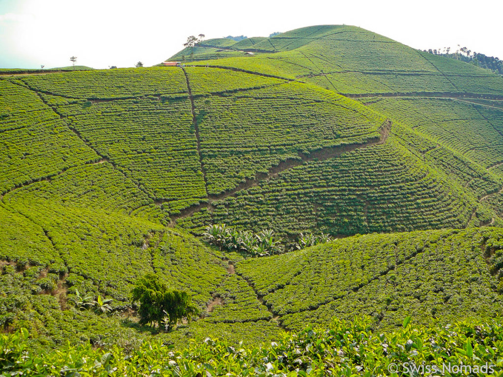 Teeplantage am Vulkan Lawu in Zentral-Java