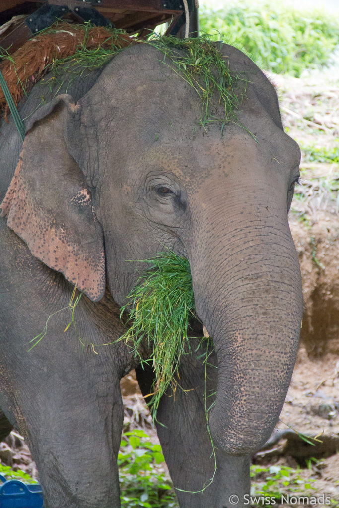 Elefant am fressen in Lampang