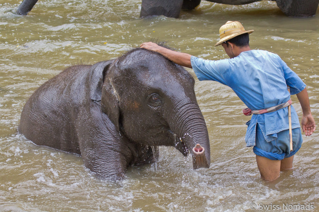 Elefant in Lampang Thailand