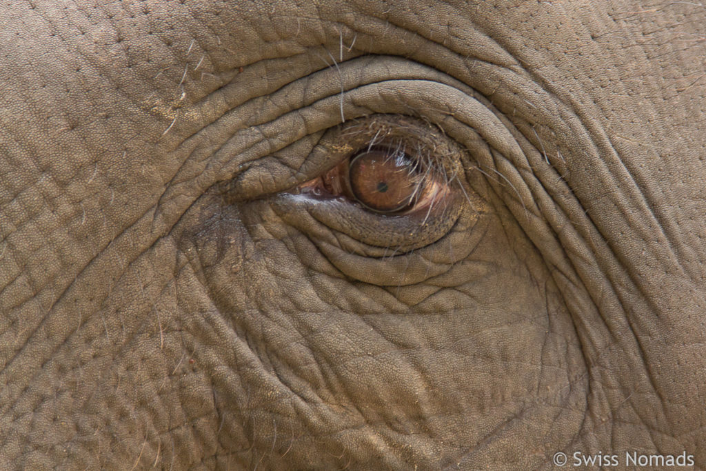 Elefanten Auge in Lampang