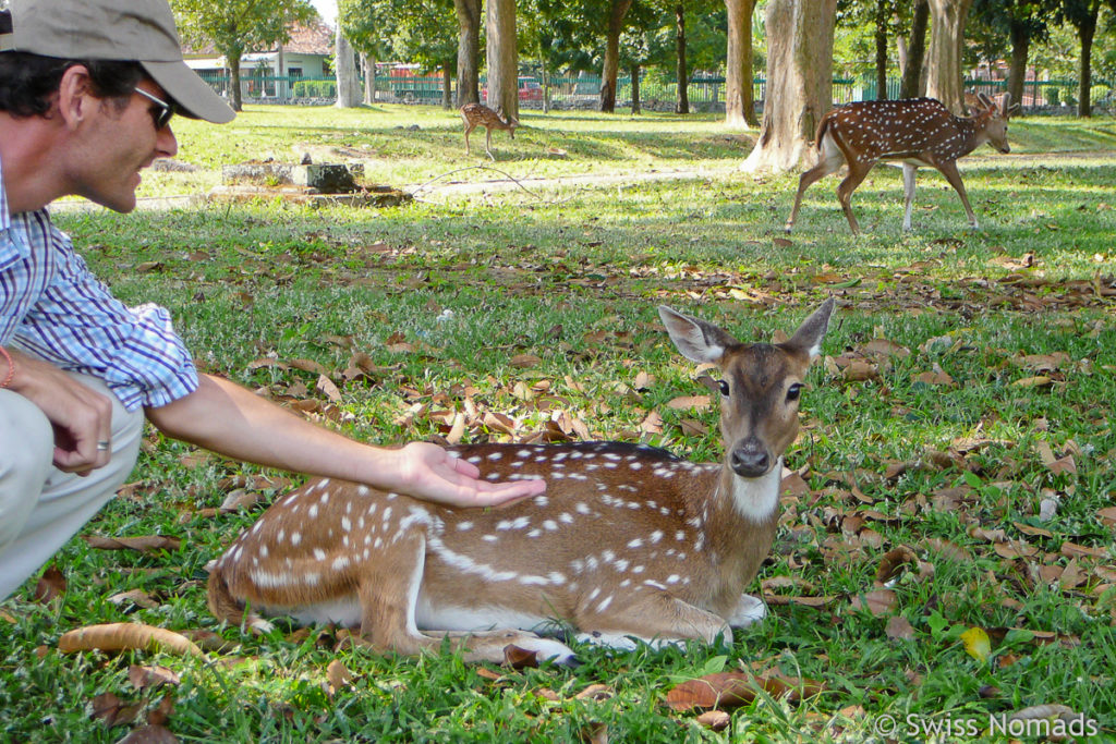 Reh beim Prambanan Tempel