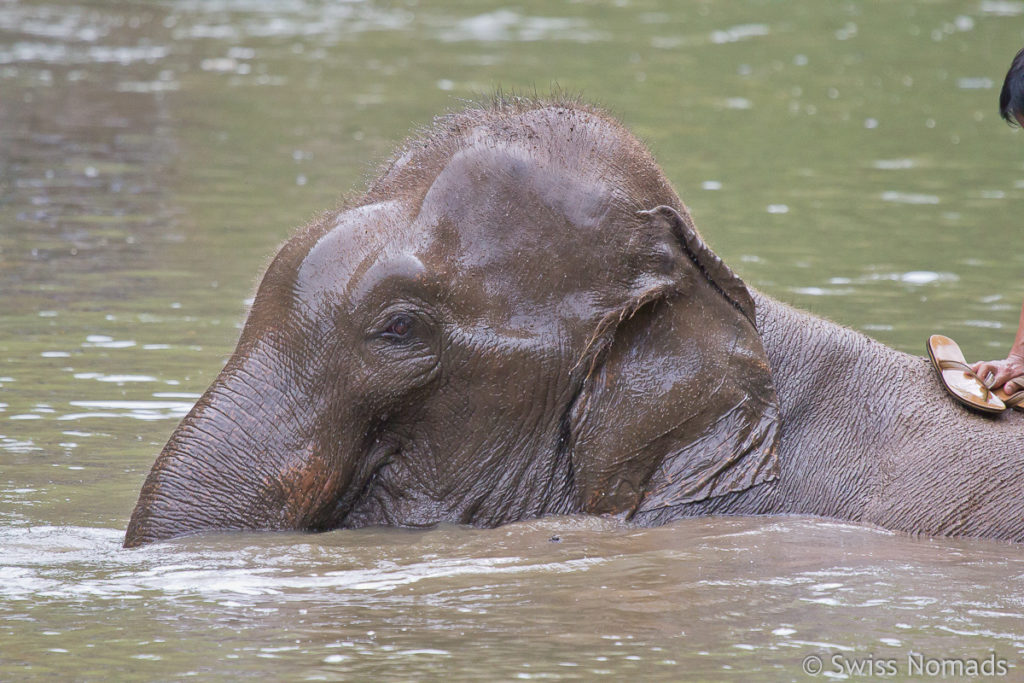 Elefanten Bad im Thai Elephant Conservation Center