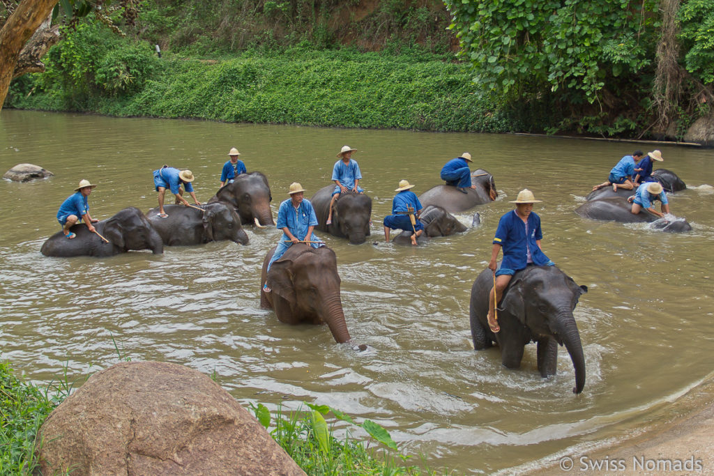 Thai Elephant Conservation Center in Lampang