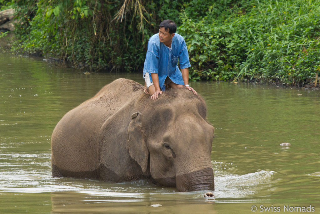 Mahut im Thai Elephant Conservation Center