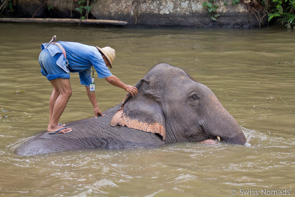 Waschen im Thai Elephant Conservation Center