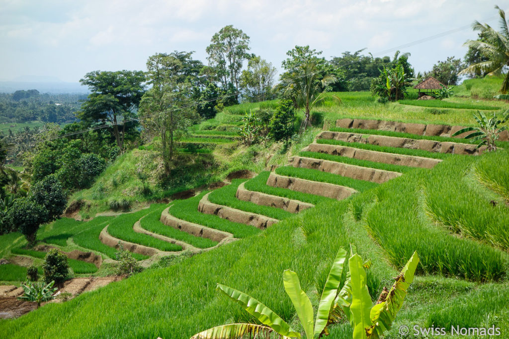 Reisterrassen Bali Inland