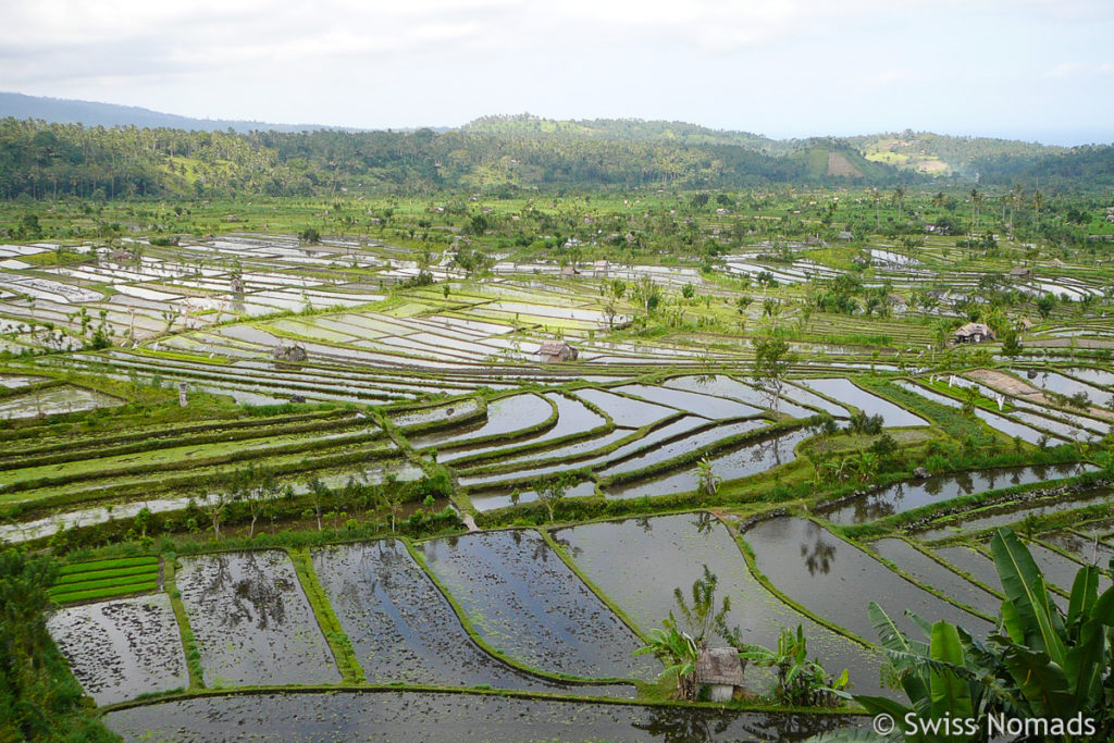 Tirta Gangga Reisterrassen auf Bali