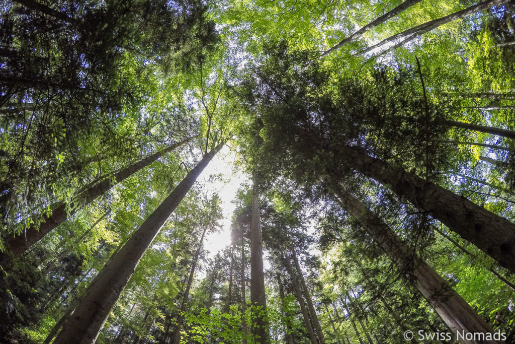 Wald Wanderung auf das Hörnli