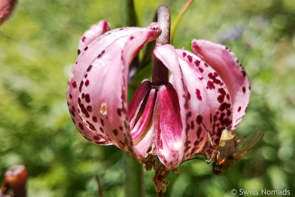 Blume beim Wandern im Appenzellerland