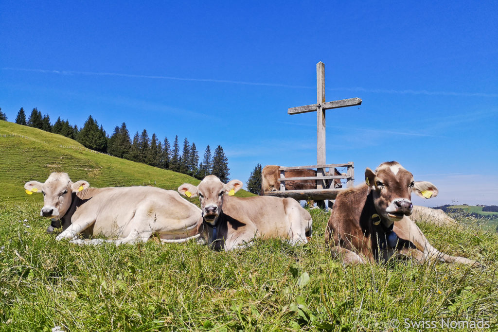 Kühe im Appenzellerland