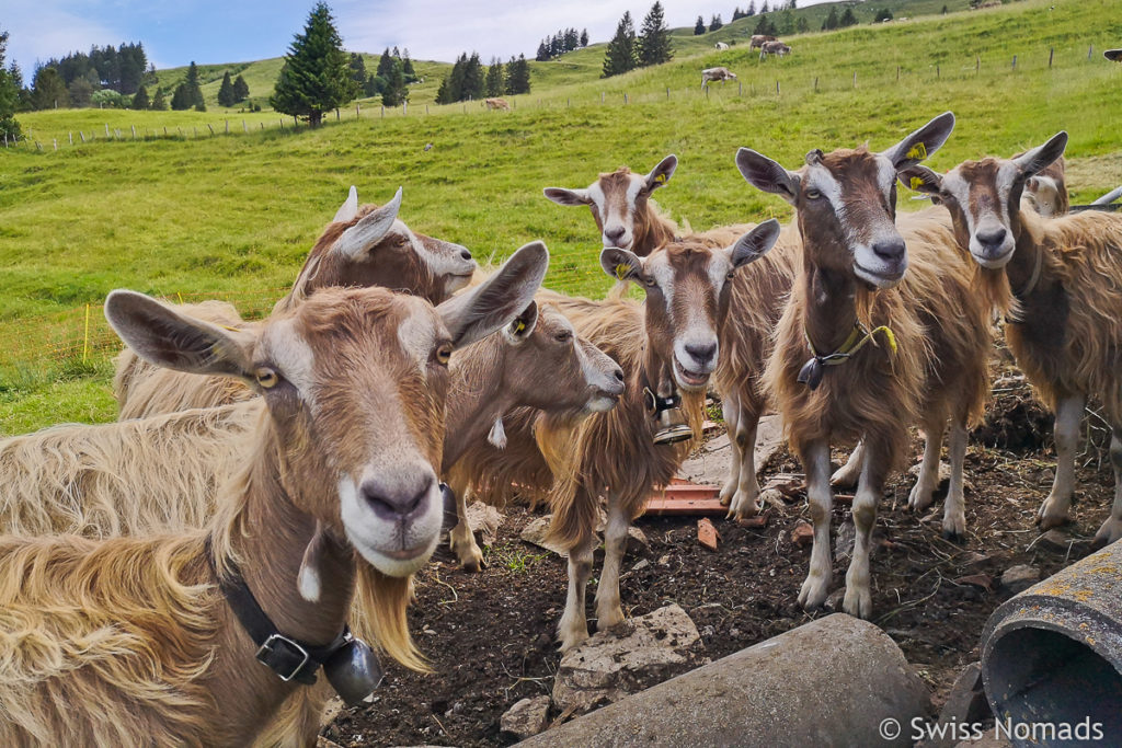 Ziegen beim Restaurant Eggli