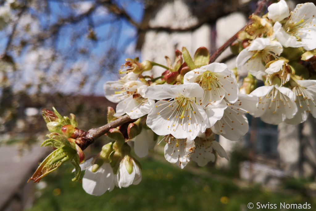 Apfelbaum Blüten