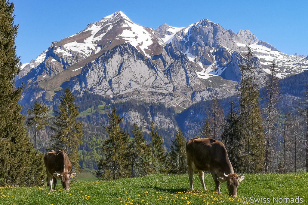 Kühe in Wildhaus am Rheintaler Höhenweg