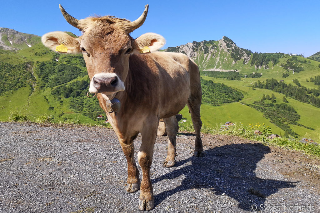 Kuh beim Wandern im Fürstentum Liechtenstein