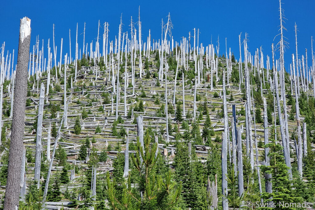 Abgebrannter Wald in Oregon