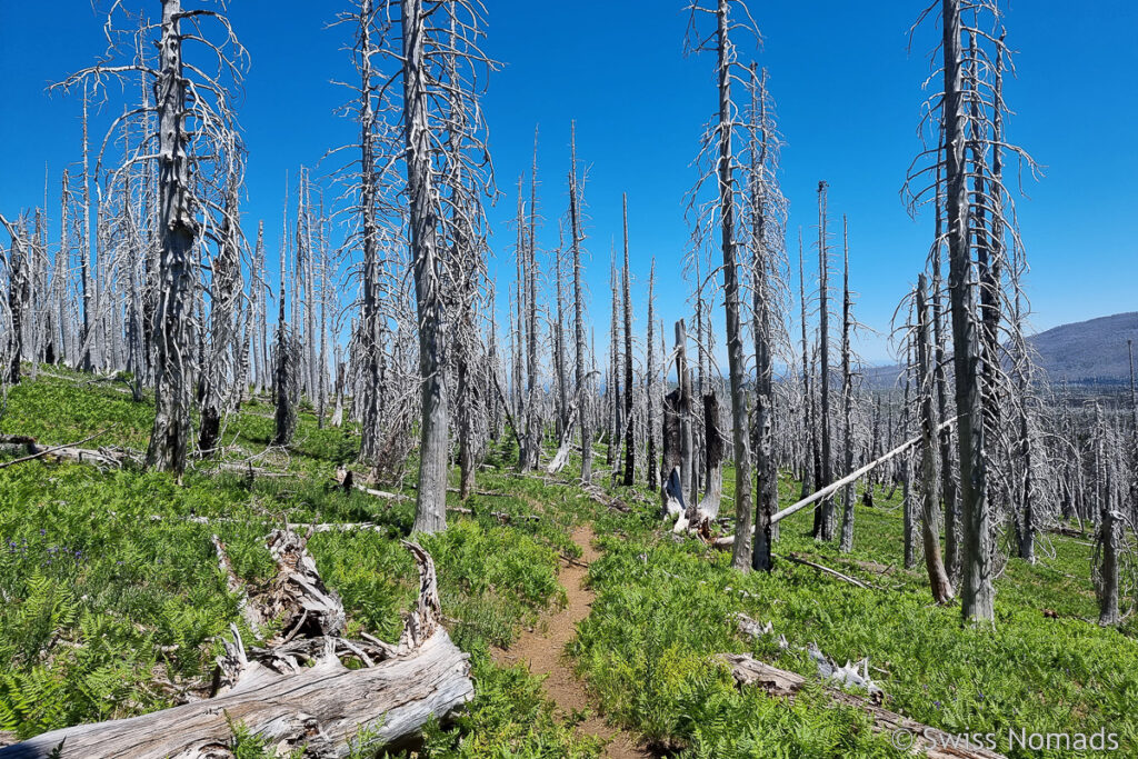 Abgebrannter Wald in Oregon