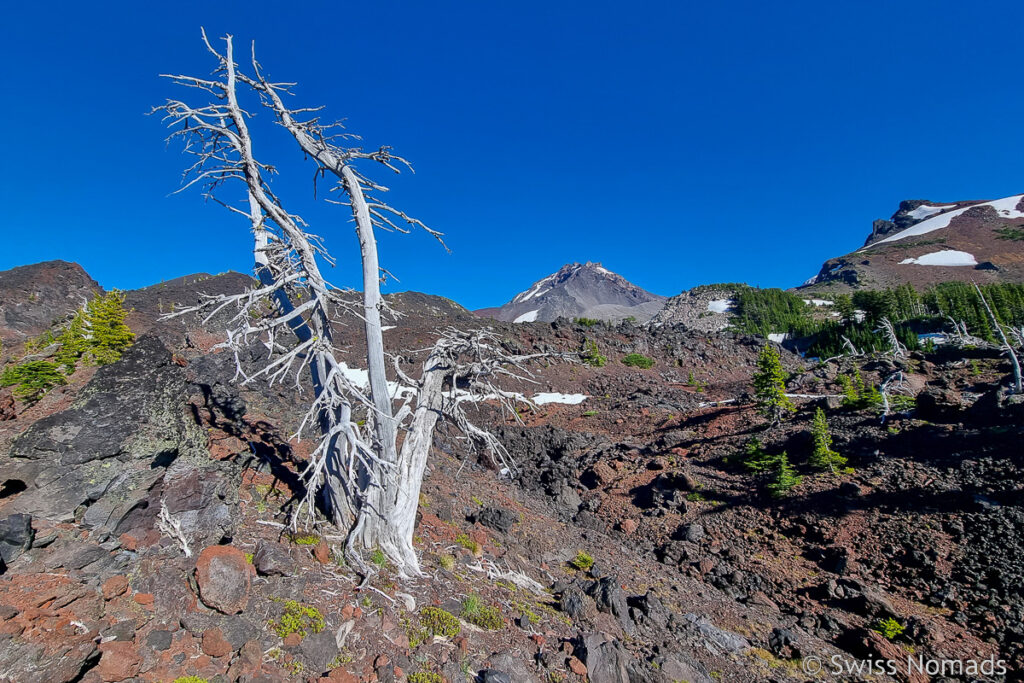 Abgestorbener Baum im Lavafeld