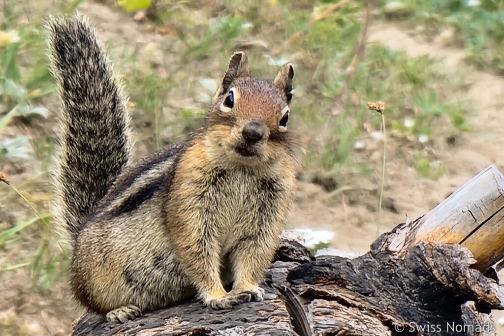 Chipmunk oder Streifenhörnchen