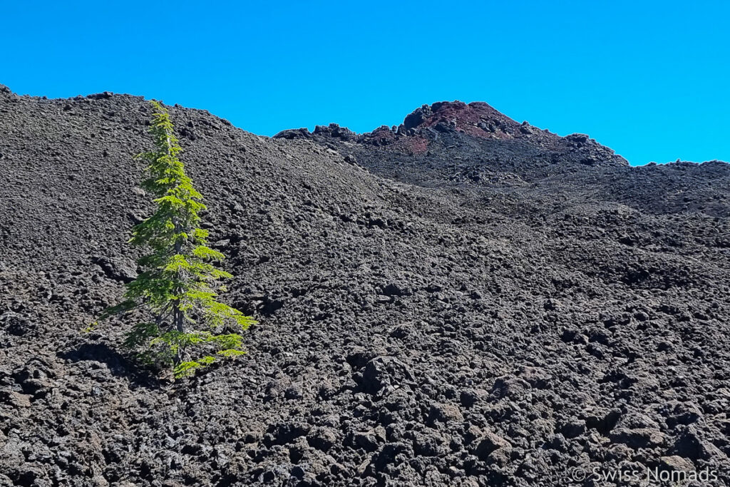 Einsamer Baum im Lavafeld