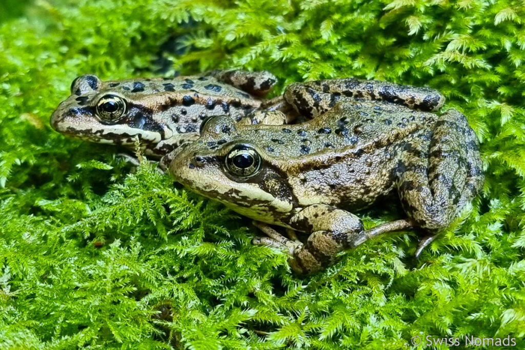 Frösche an der Wasserquelle