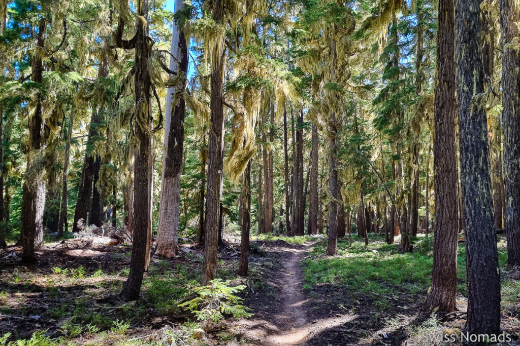 Grüner Tunnel des PCT in Oregon