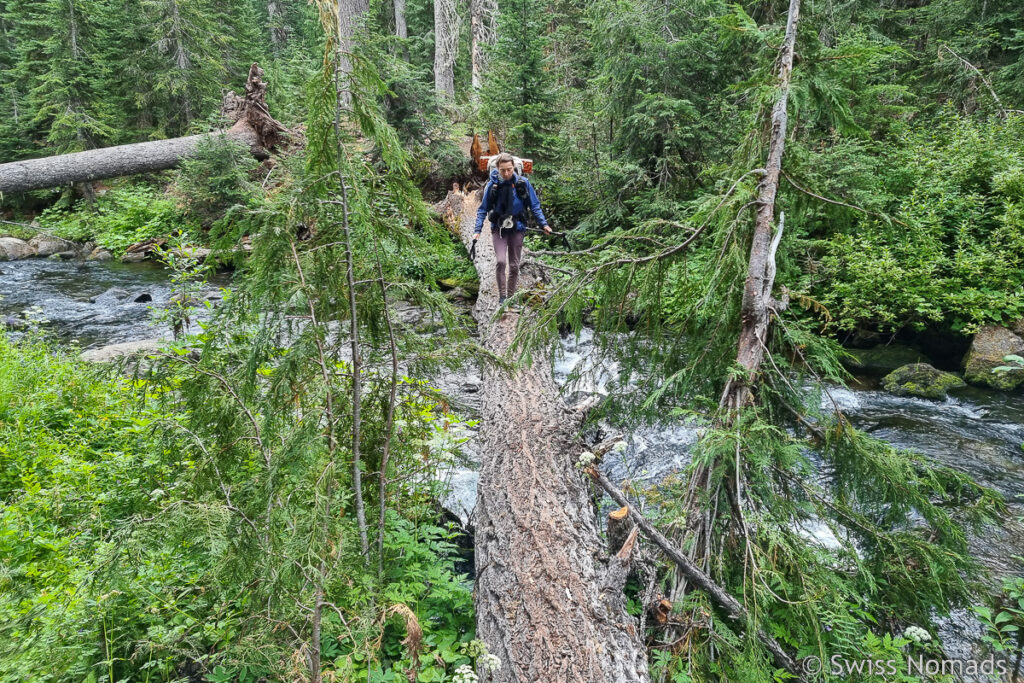 Grüner Wald des PCT in Washington