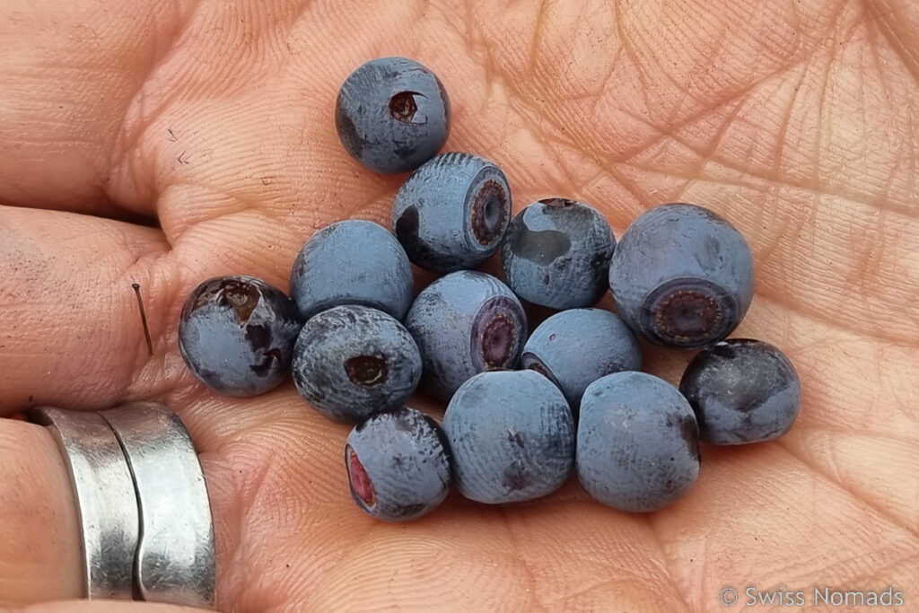 Huckleberries am PCT in Washington