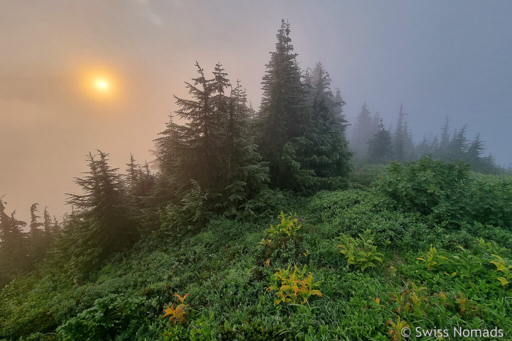 Morgensonne im Nebel