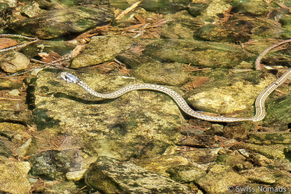 Schlange im Wasser