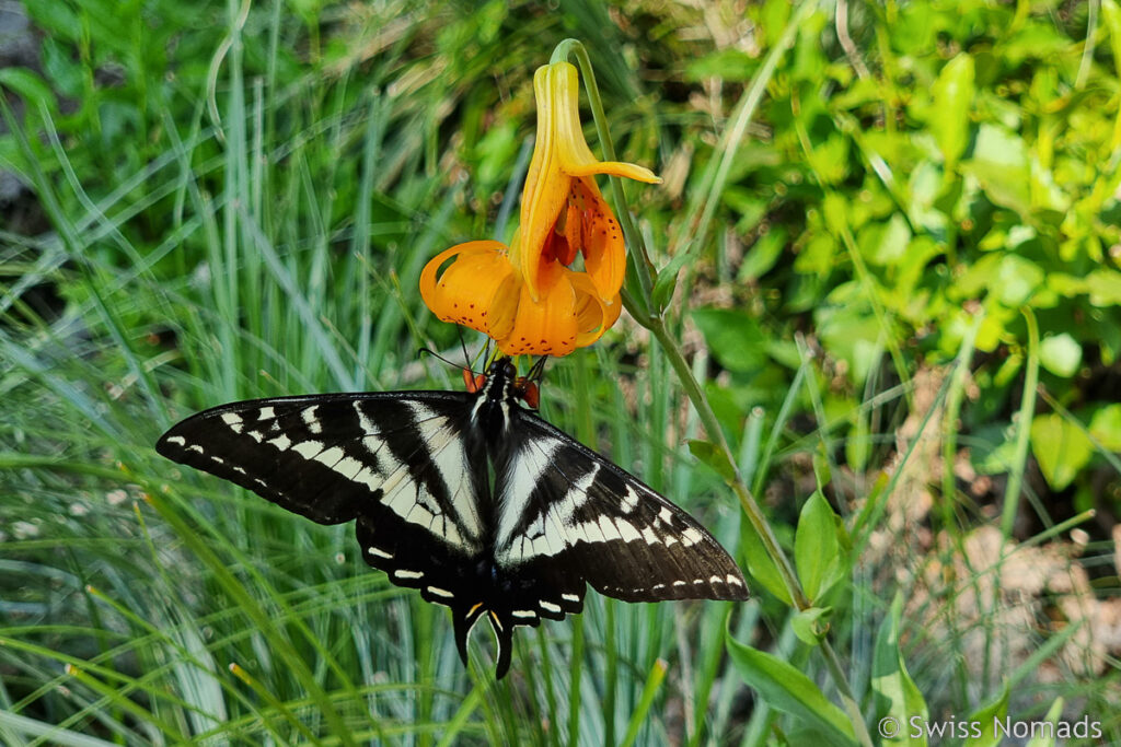 Schmetterling an Blume