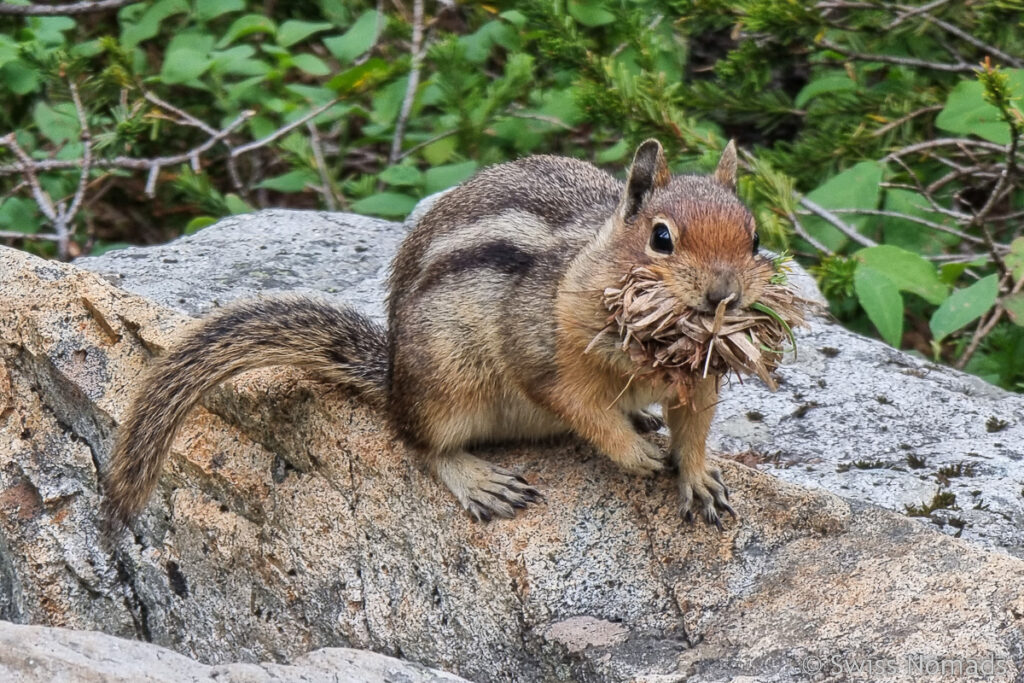 Streifenhörnchen in Washington