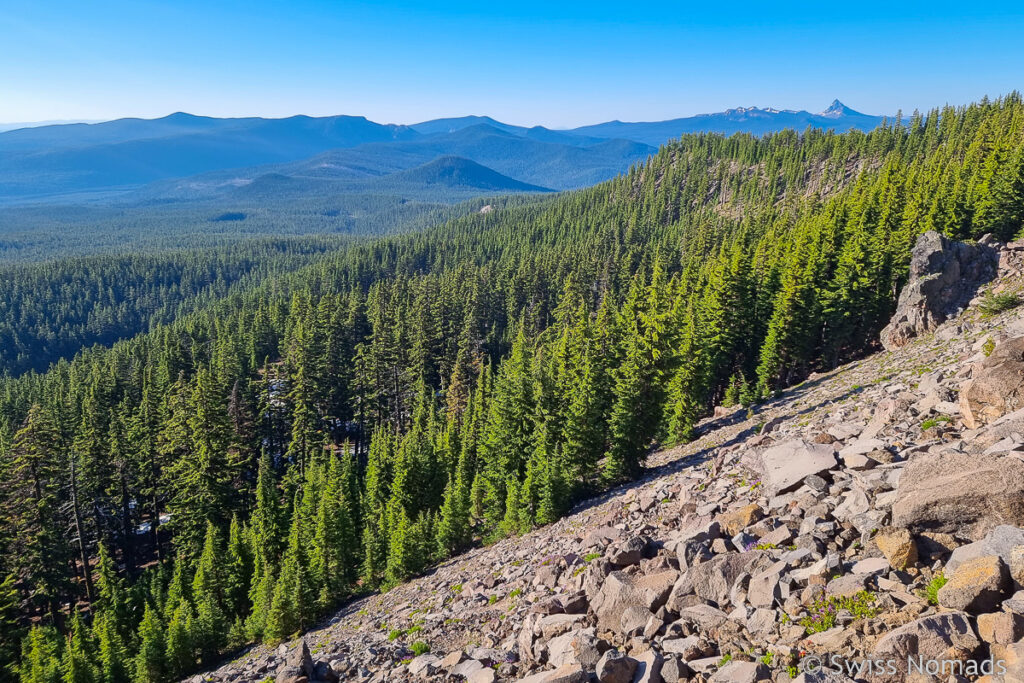 Wald in Oregon am PCT