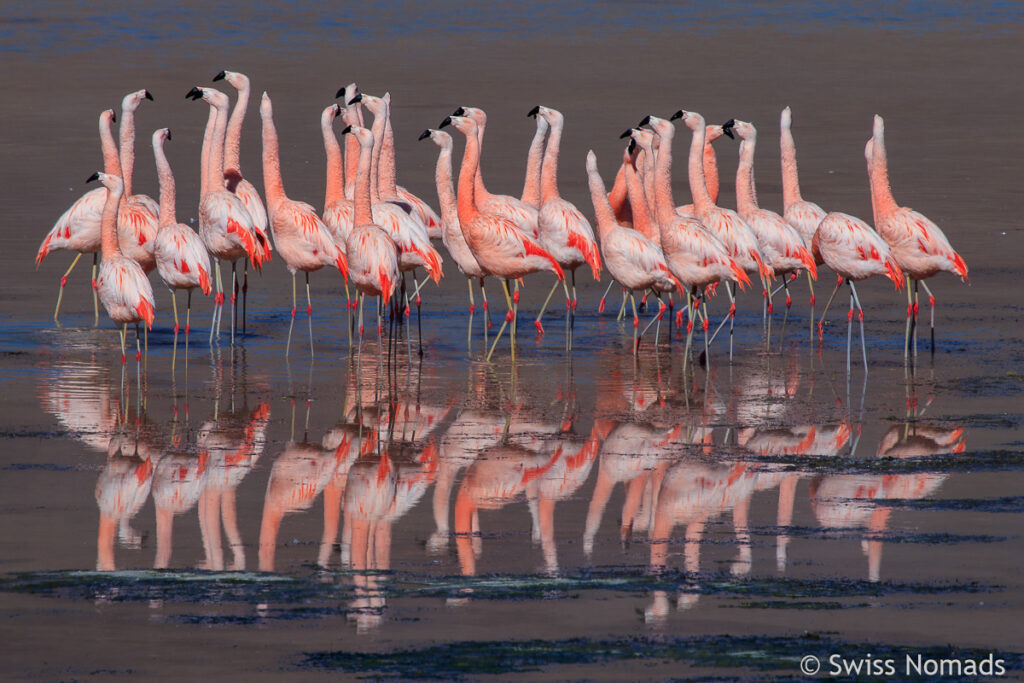 Flamingos auf der Lagunenroute in Bolivien