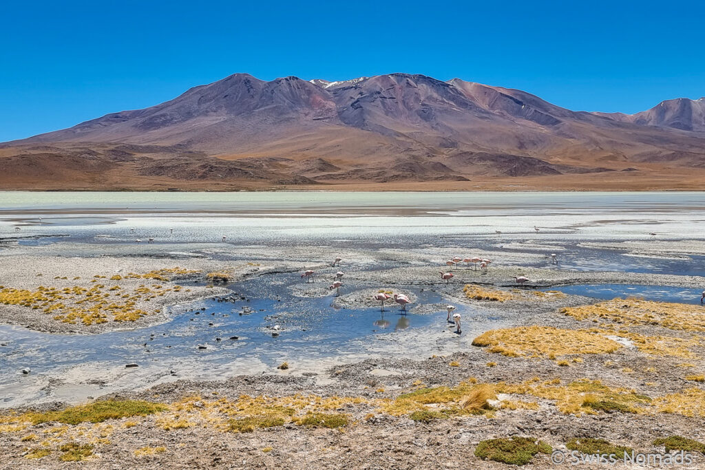 Laguna Hedionda in Bolivien