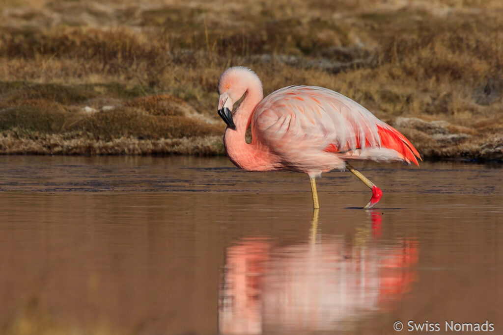 Flamingo im Kleinen Norden von Chile