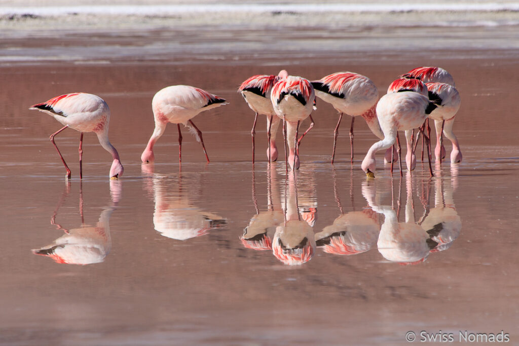 Flamingos auf dem Salar de Ascotan