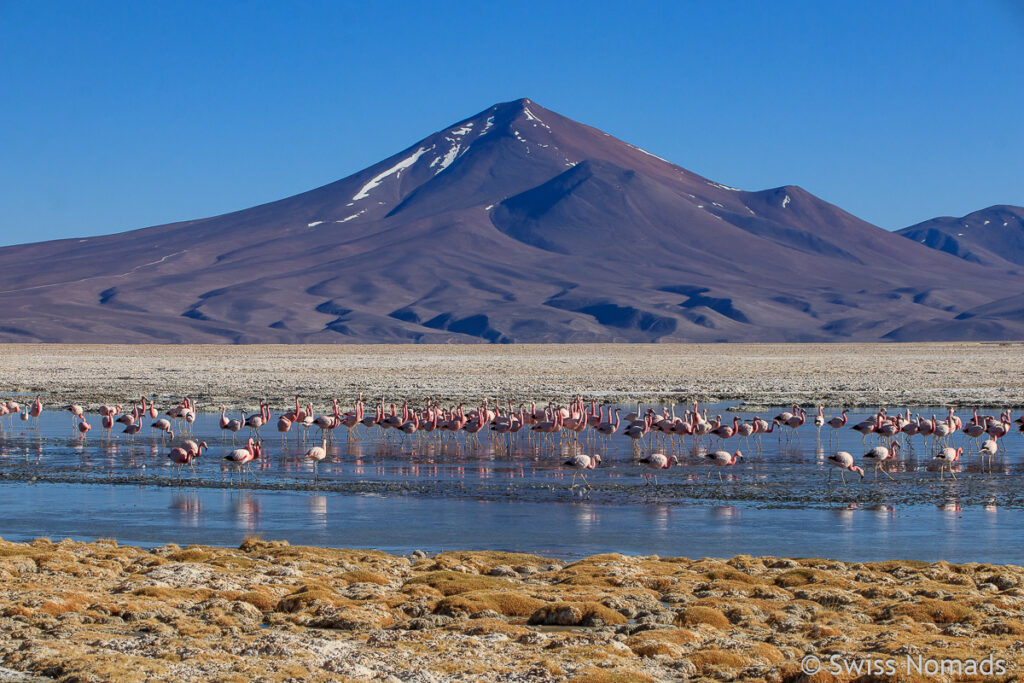 Flamingos am Salar de Pedernales
