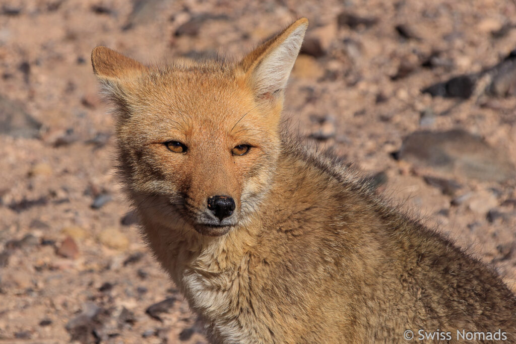 Wüsten Fuchs im Kleinen Norden von Chile