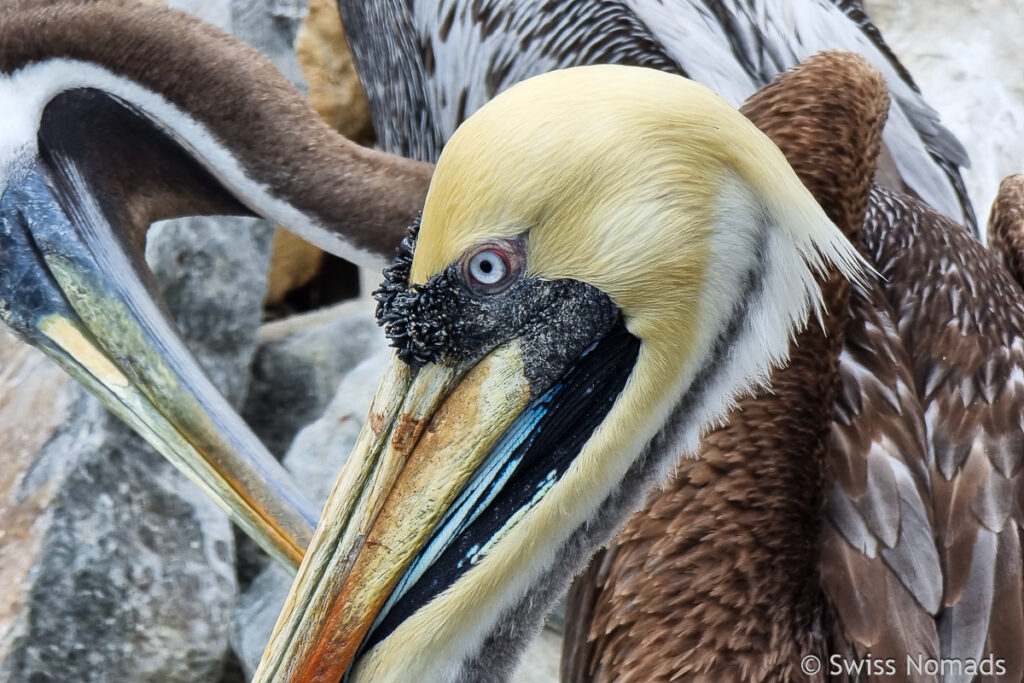 Pelikane am Hafen von Huasco