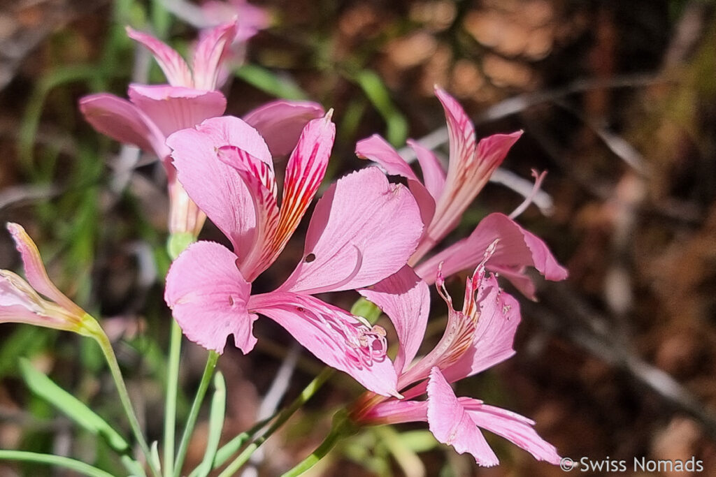 Bunte Blume im Radal Siete Tazas Nationalpark