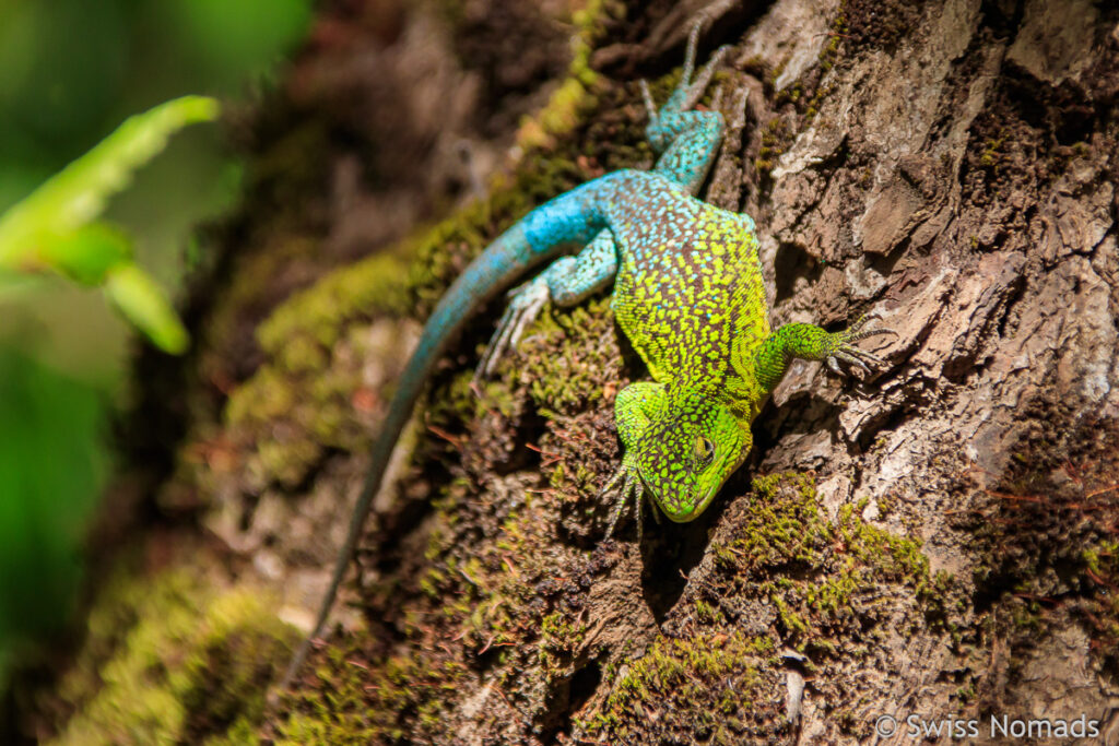 Bunte Echse im Radal Siet Tazas Nationalpark