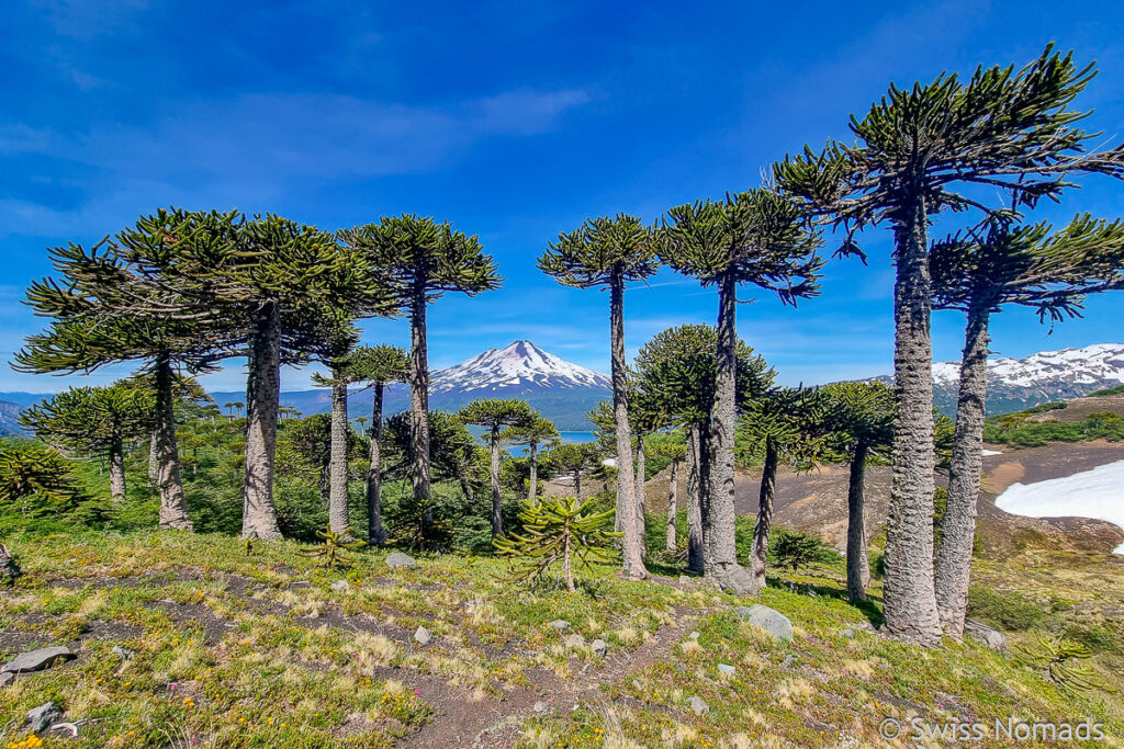 Conguillio Nationalpark Chile