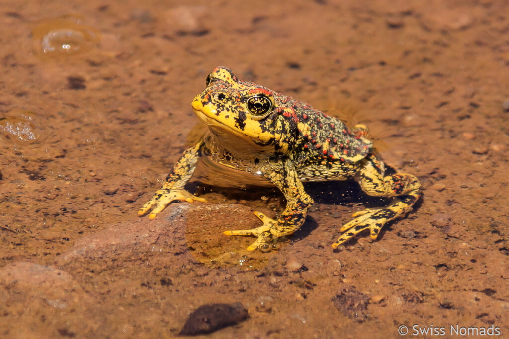 Frosch am rio Combarbala