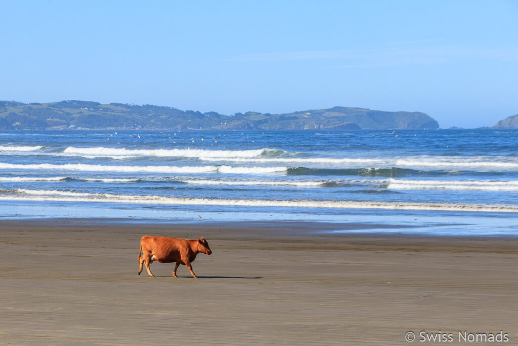 Kuh am Strand auf Chiloe