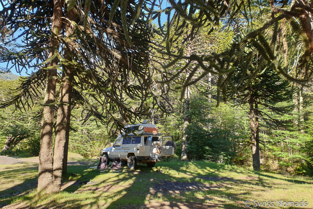 Schlafplatz unter Araukarien in Chile