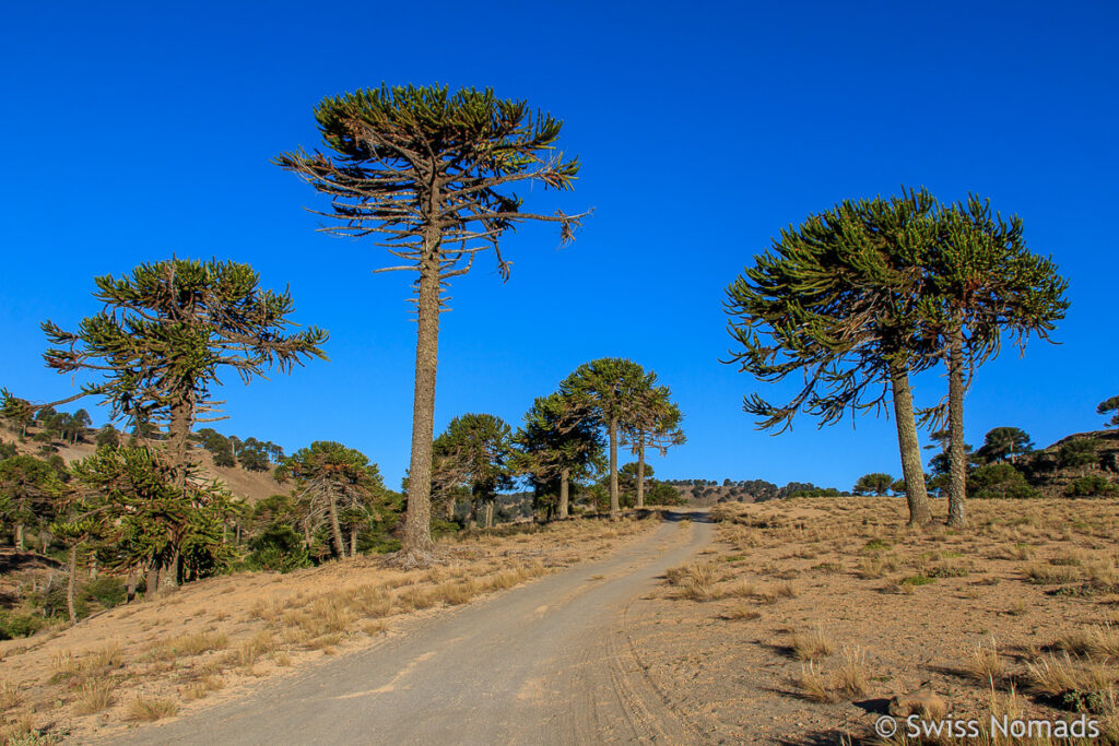 Araukarien Bäume in Argentinien