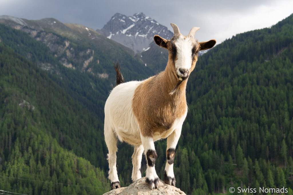 Bergziege in Graubünden